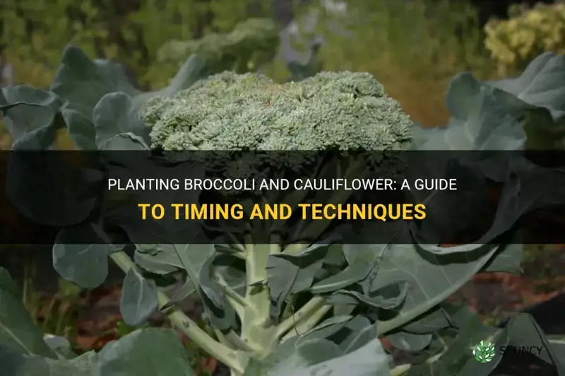 Broccoli & Cauliflower: Your Guide To Optimal Planting Times