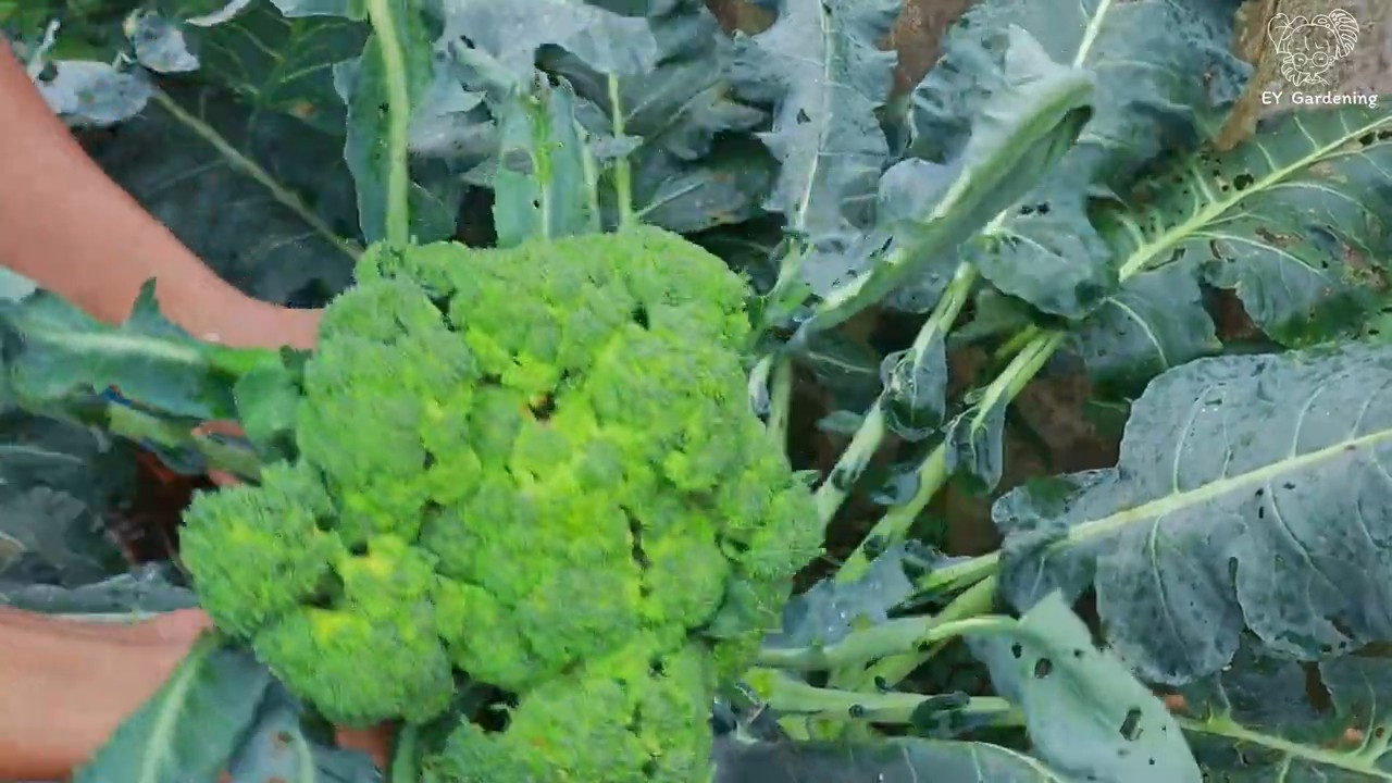 Companion Planting: Why Broccoli & Cauliflower Are Garden Besties